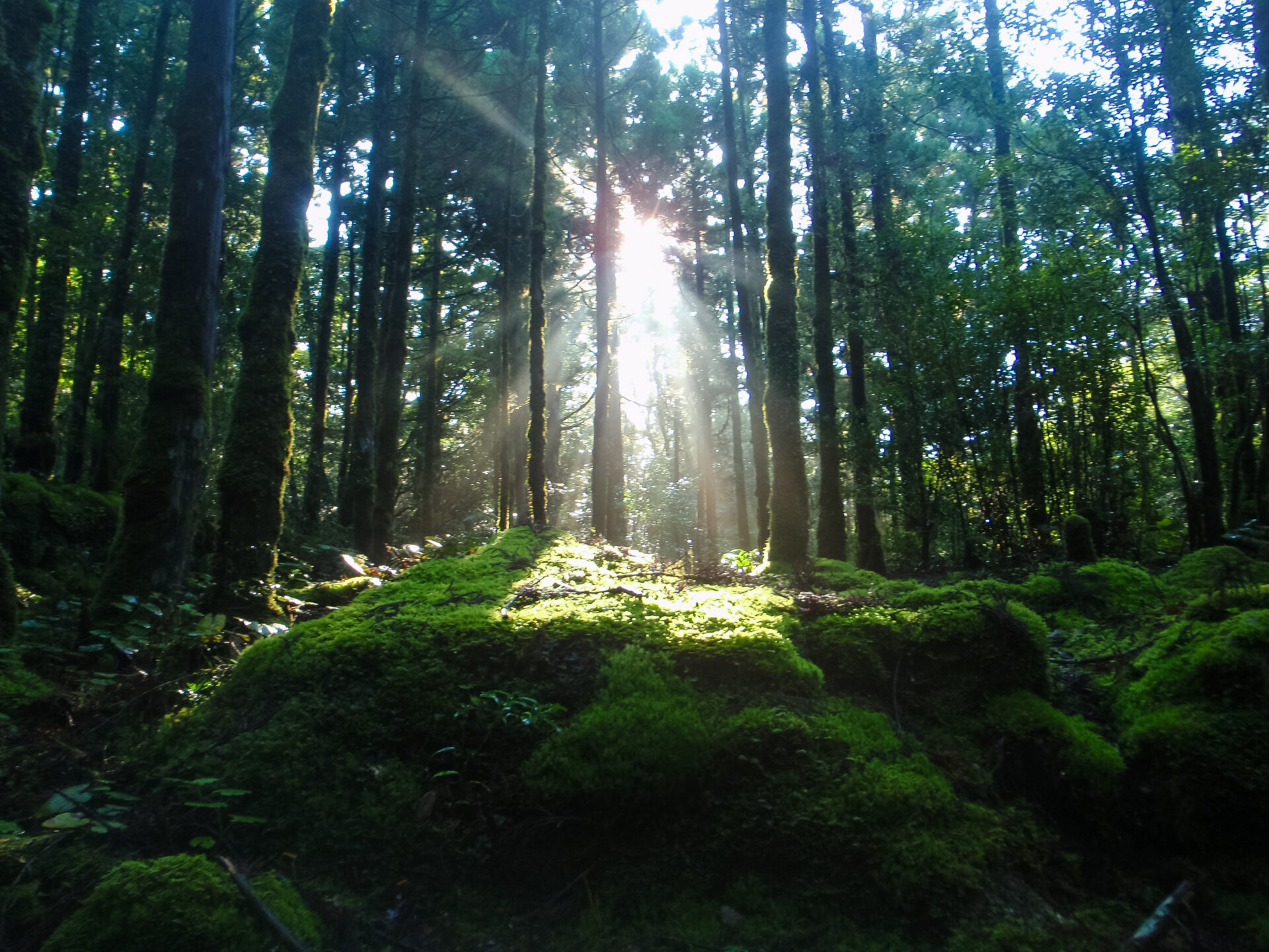 屋久島の森